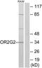 Olfactory Receptor Family 2 Subfamily G Member 2 antibody, GTX87056, GeneTex, Western Blot image 