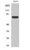 FAST Kinase Domains 3 antibody, STJ93047, St John