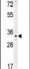 Olfactory Receptor Family 6 Subfamily C Member 4 antibody, PA5-24391, Invitrogen Antibodies, Western Blot image 