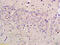 Solute Carrier Family 29 Member 4 antibody, GTX51592, GeneTex, Immunohistochemistry paraffin image 