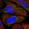 Mitochondrial Transcription Termination Factor 4 antibody, PA5-55504, Invitrogen Antibodies, Immunofluorescence image 