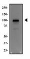 MDM2 Proto-Oncogene antibody, NB100-2736, Novus Biologicals, Western Blot image 