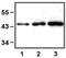 DnaJ Heat Shock Protein Family (Hsp40) Member C5 antibody, orb109432, Biorbyt, Western Blot image 