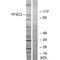 General Transcription Factor IIIC Subunit 3 antibody, PA5-49900, Invitrogen Antibodies, Western Blot image 