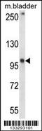 Glutamate Ionotropic Receptor Delta Type Subunit 1 antibody, 57-178, ProSci, Western Blot image 