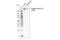 RNA Polymerase II Subunit A antibody, 31262S, Cell Signaling Technology, Western Blot image 