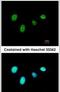 DNA-binding protein RFX6 antibody, PA5-28878, Invitrogen Antibodies, Immunofluorescence image 