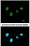 Regulatory Factor X6 antibody, PA5-28878, Invitrogen Antibodies, Immunofluorescence image 