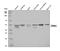 Sphingosine Kinase 1 antibody, A01390-1, Boster Biological Technology, Western Blot image 