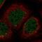 Zinc Finger Protein 213 antibody, HPA056750, Atlas Antibodies, Immunofluorescence image 