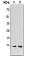 Proliferation And Apoptosis Adaptor Protein 15 antibody, LS-C368458, Lifespan Biosciences, Western Blot image 