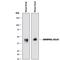 Basigin (Ok Blood Group) antibody, MAB7721, R&D Systems, Western Blot image 