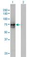 ACOX2 antibody, H00008309-M01, Novus Biologicals, Western Blot image 