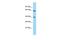 Family With Sequence Similarity 172 Member A antibody, PA5-46022, Invitrogen Antibodies, Western Blot image 