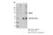 ABCG2 antibody, 42078T, Cell Signaling Technology, Immunoprecipitation image 