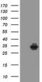 Syndecan Binding Protein antibody, NBP2-02072, Novus Biologicals, Western Blot image 