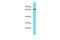 Fem-1 Homolog C antibody, PA5-70308, Invitrogen Antibodies, Western Blot image 