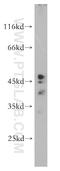 Fucosyltransferase 9 antibody, 18197-1-AP, Proteintech Group, Western Blot image 