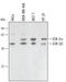 Glycogen Synthase Kinase 3 Alpha antibody, AF2157, R&D Systems, Western Blot image 