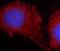 OB receptor antibody, FNab04751, FineTest, Immunofluorescence image 