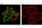 IKAROS Family Zinc Finger 1 antibody, 9034S, Cell Signaling Technology, Immunofluorescence image 