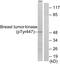 Protein Tyrosine Kinase 6 antibody, LS-C198699, Lifespan Biosciences, Western Blot image 