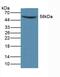 Matrix Metallopeptidase 14 antibody, MBS2026779, MyBioSource, Western Blot image 