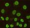 Caudal Type Homeobox 2 antibody, GTX49136, GeneTex, Immunofluorescence image 