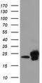P27 antibody, TA501915S, Origene, Western Blot image 