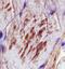 Vesicle Associated Membrane Protein 5 antibody, AF7366, R&D Systems, Immunohistochemistry paraffin image 