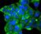 Autophagy Related 9A antibody, A03757-1, Boster Biological Technology, Immunocytochemistry image 