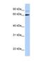 DGCR8 Microprocessor Complex Subunit antibody, NBP1-57261, Novus Biologicals, Western Blot image 