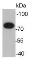 Hexon protein antibody, orb155595, Biorbyt, Western Blot image 