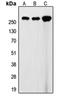 Filamin A antibody, orb213941, Biorbyt, Western Blot image 