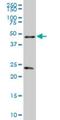 Retinoid X Receptor Alpha antibody, H00006256-M02, Novus Biologicals, Western Blot image 