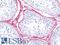 Nerve Growth Factor Receptor antibody, LS-B11013, Lifespan Biosciences, Immunohistochemistry frozen image 