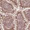 Bromodomain Containing 9 antibody, NBP2-58517, Novus Biologicals, Immunohistochemistry frozen image 