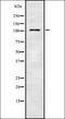 Thyroid Hormone Receptor Associated Protein 3 antibody, orb337689, Biorbyt, Western Blot image 