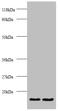 Thioredoxin antibody, A52015-100, Epigentek, Western Blot image 