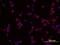 Interleukin 1 Alpha antibody, MA5-23694, Invitrogen Antibodies, Immunocytochemistry image 