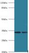 Mitochondrial Ribosomal Protein L19 antibody, MBS7001166, MyBioSource, Western Blot image 