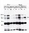 Vav Guanine Nucleotide Exchange Factor 2 antibody, orb108647, Biorbyt, Immunoprecipitation image 