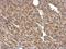 Pyruvate Dehydrogenase E1 Beta Subunit antibody, NBP2-20025, Novus Biologicals, Immunohistochemistry frozen image 