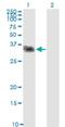 C-Type Lectin Domain Family 2 Member D antibody, H00029121-M01, Novus Biologicals, Western Blot image 