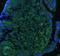 Integrin Subunit Alpha 2b antibody, A01102, Boster Biological Technology, Immunofluorescence image 