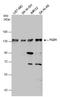 FYVE, RhoGEF And PH Domain Containing 1 antibody, GTX114404, GeneTex, Western Blot image 