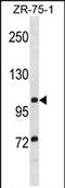 Tubulin Tyrosine Ligase Like 8 antibody, PA5-71970, Invitrogen Antibodies, Western Blot image 