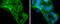 Asialoglycoprotein Receptor 1 antibody, GTX122674, GeneTex, Immunofluorescence image 