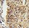 Cold Inducible RNA Binding Protein antibody, LS-C168784, Lifespan Biosciences, Immunohistochemistry paraffin image 