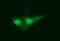 Indoleamine 2,3-Dioxygenase 1 antibody, LS-C174765, Lifespan Biosciences, Immunofluorescence image 